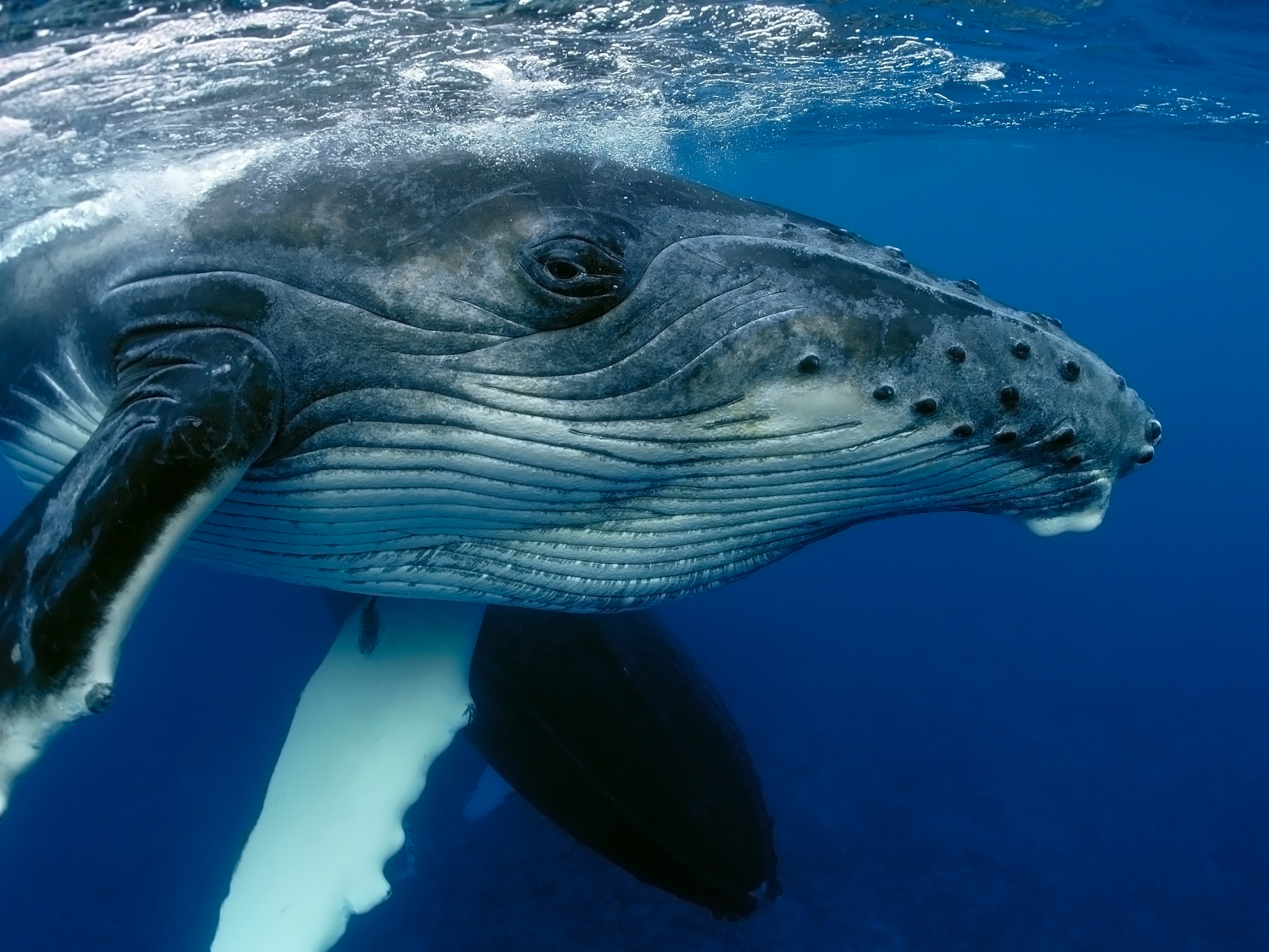В гостях у морских зверей: как правильно наблюдать за жителями океана