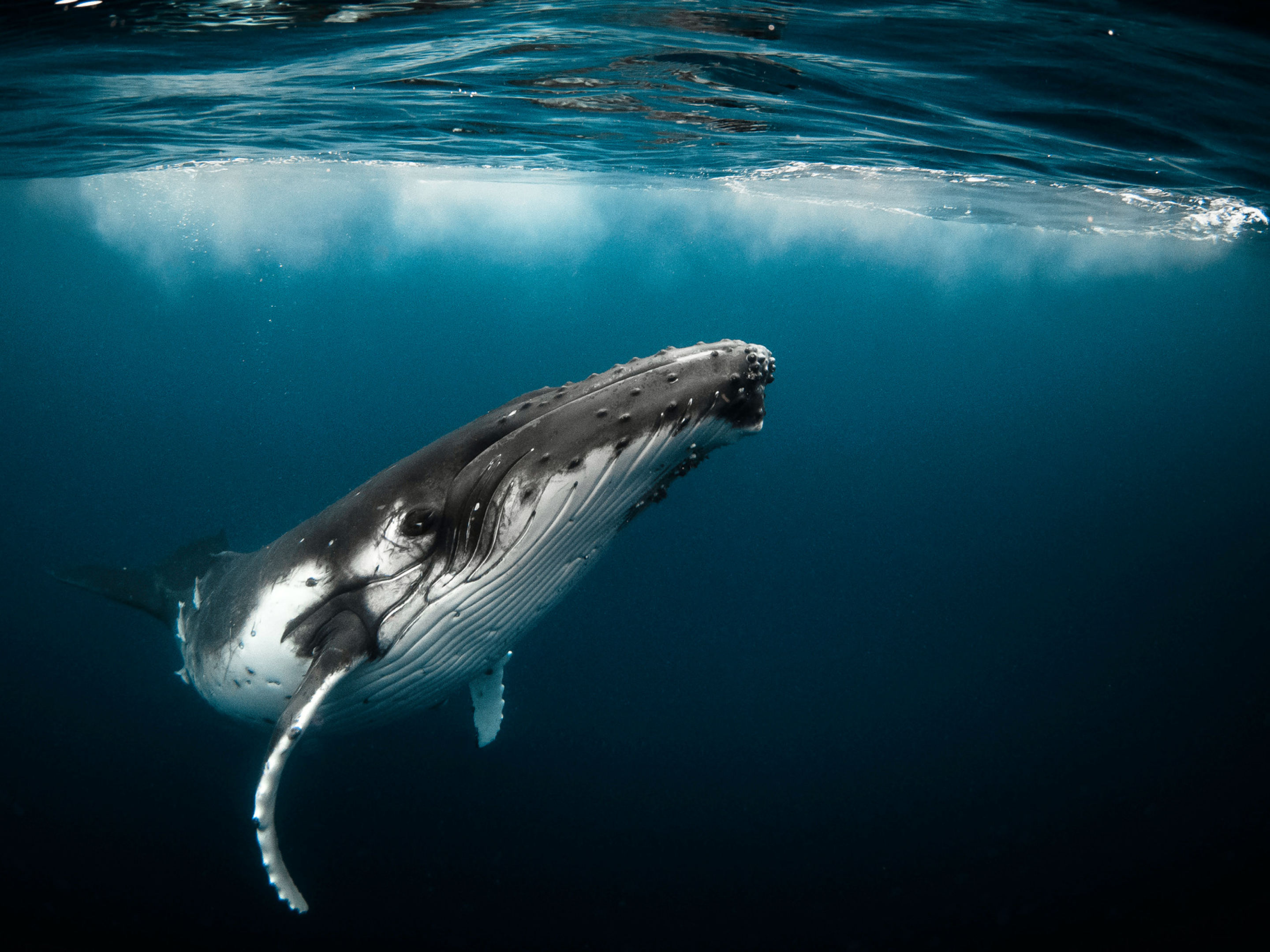 На чем свет стоит: где увидеть китов