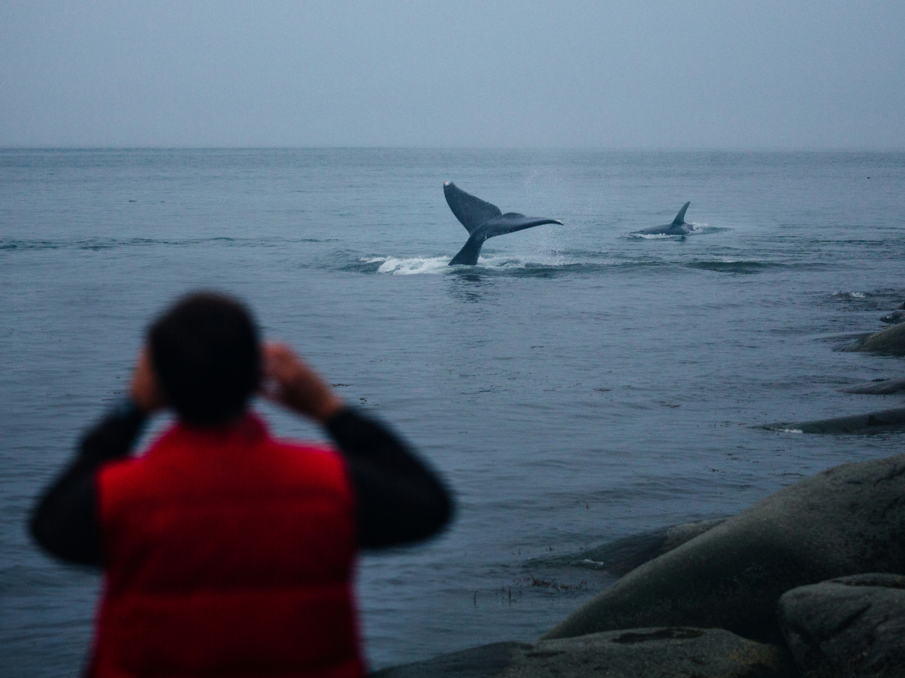 Лучшее в мире место для наблюдения за китами