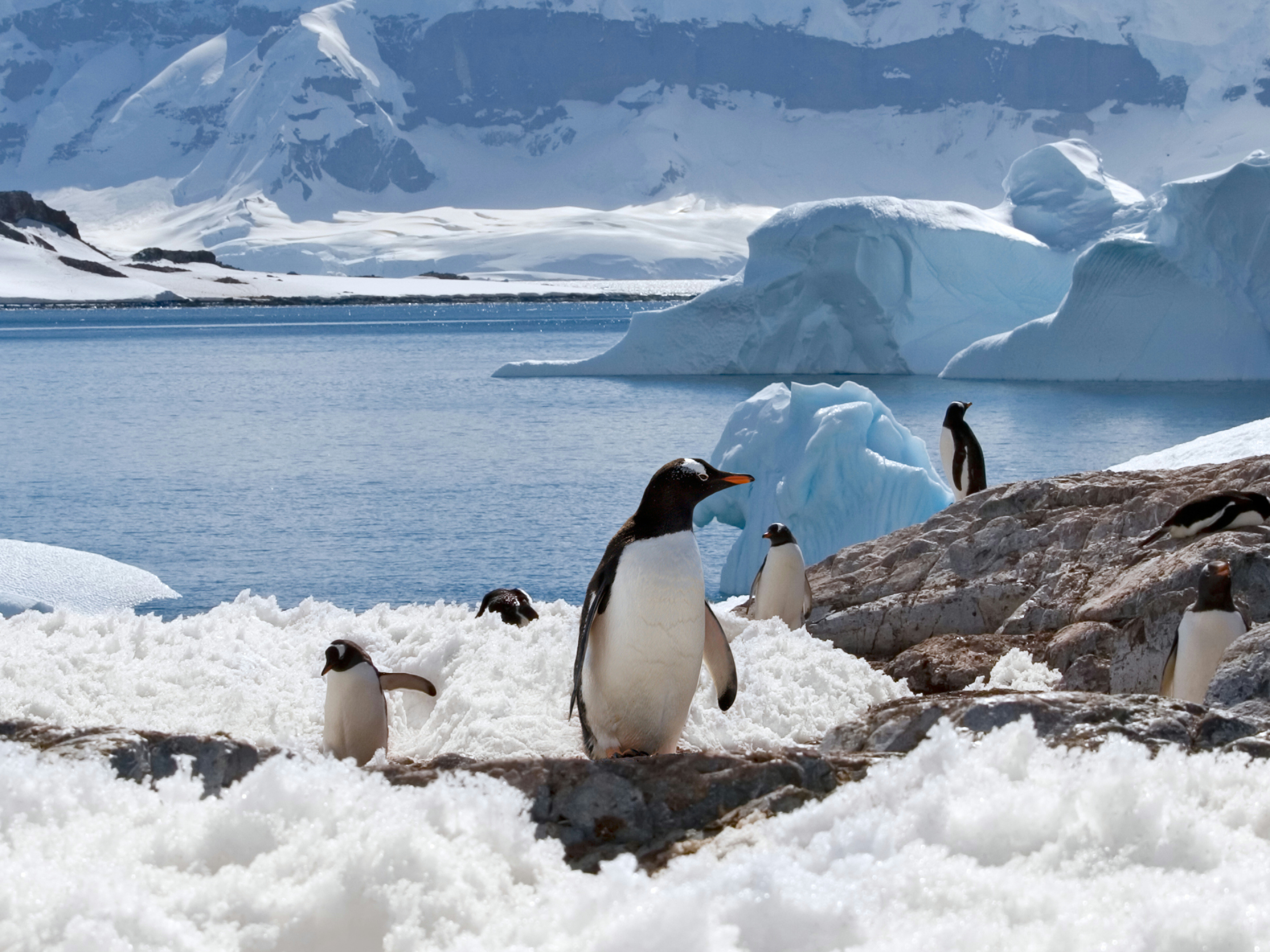 5 путешествий, где можно увидеть пингвинов