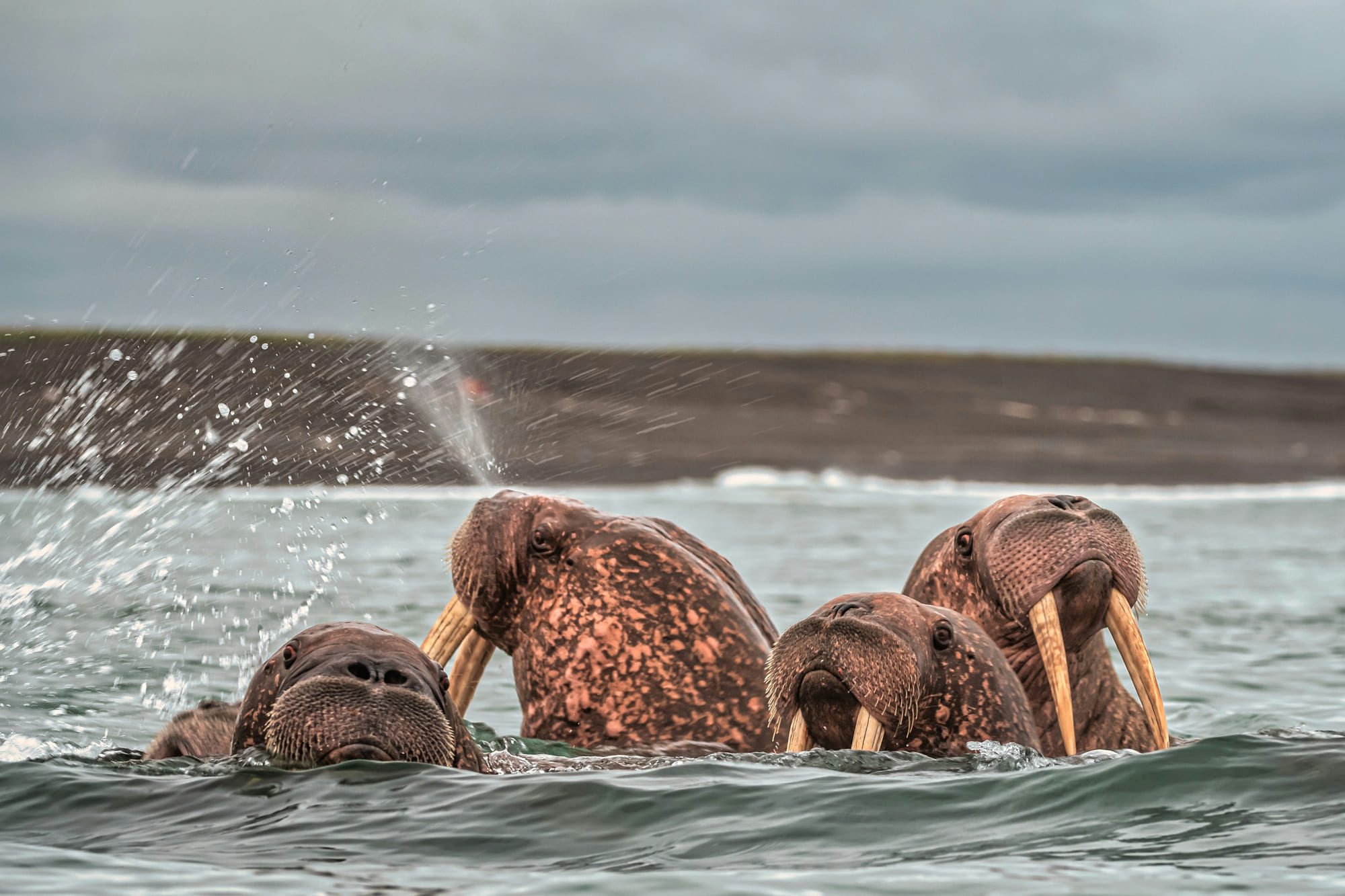 Круиз по Чукотке к мысу Дежнёва