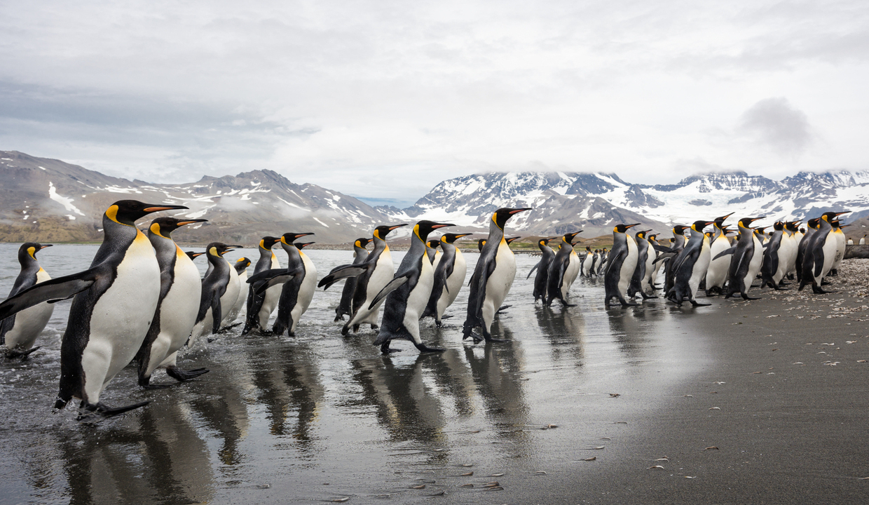 Антарктида, Фолкленды и Южная Георгия