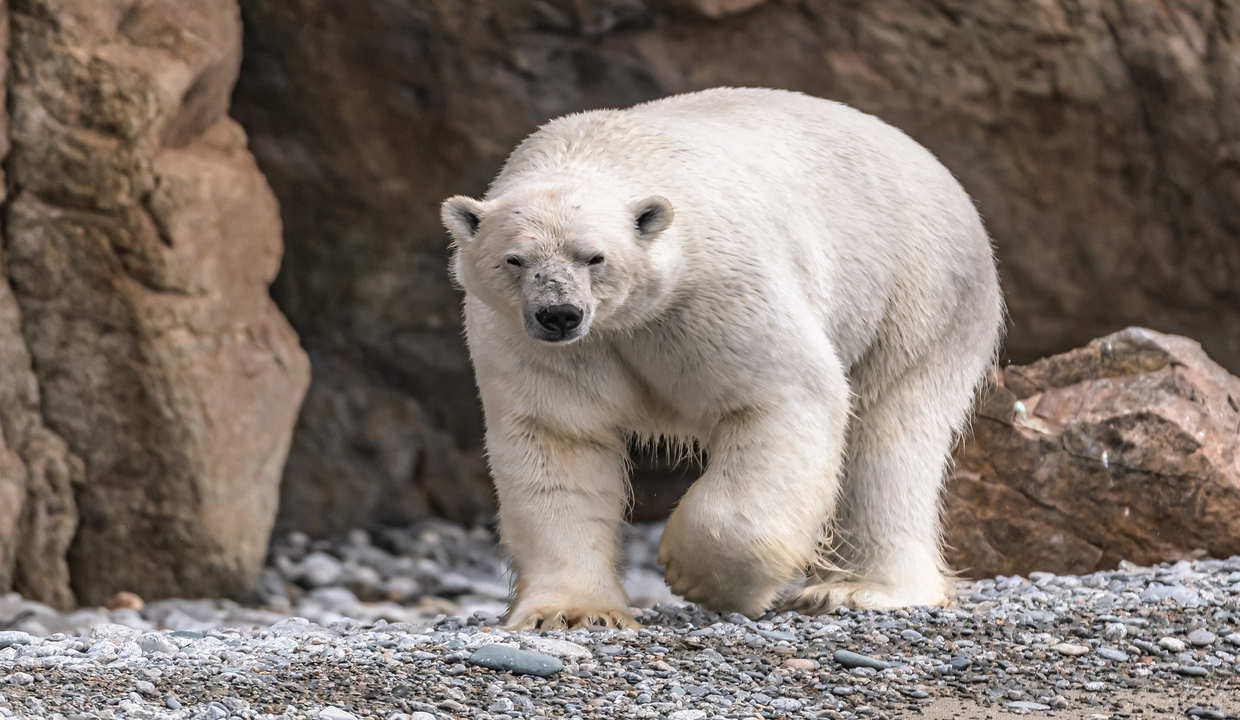 Чукотка и остров Врангеля