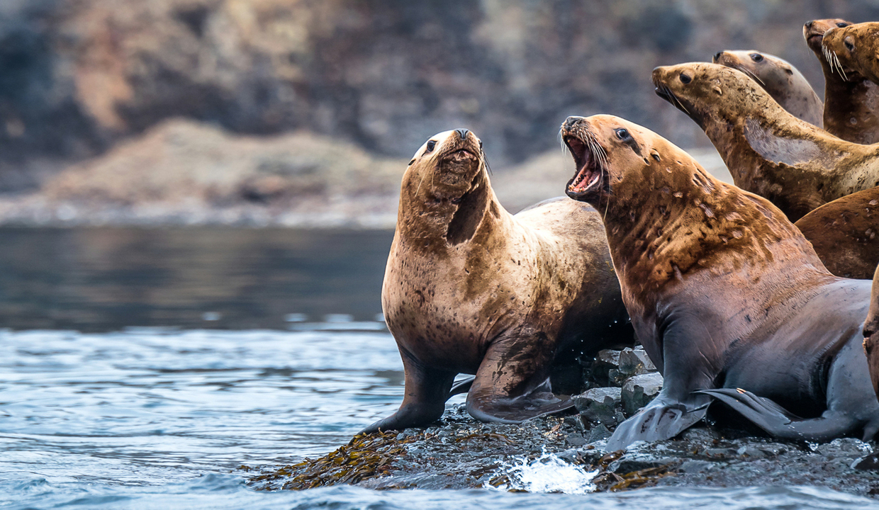 Охотское море