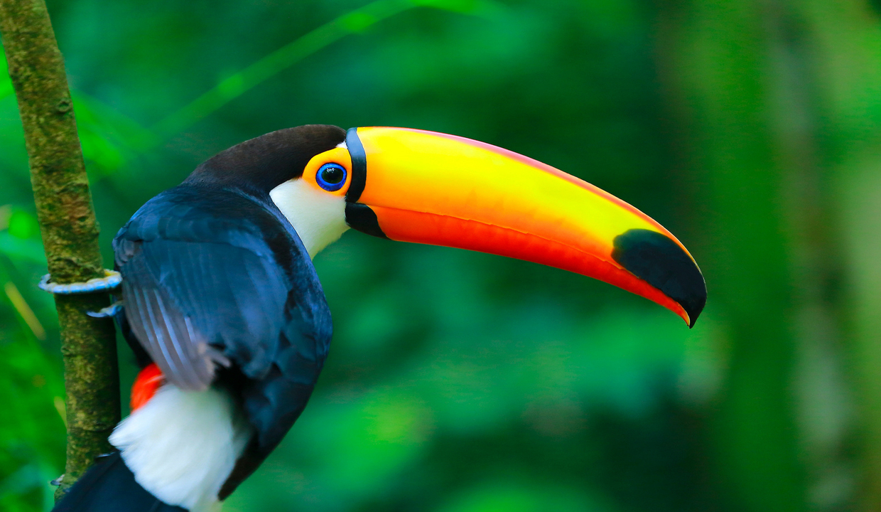 Южная Америка