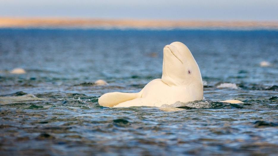 Белухи в Белом море