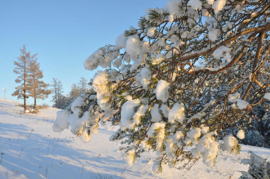 фото img_673c495d0aa1f.jpg