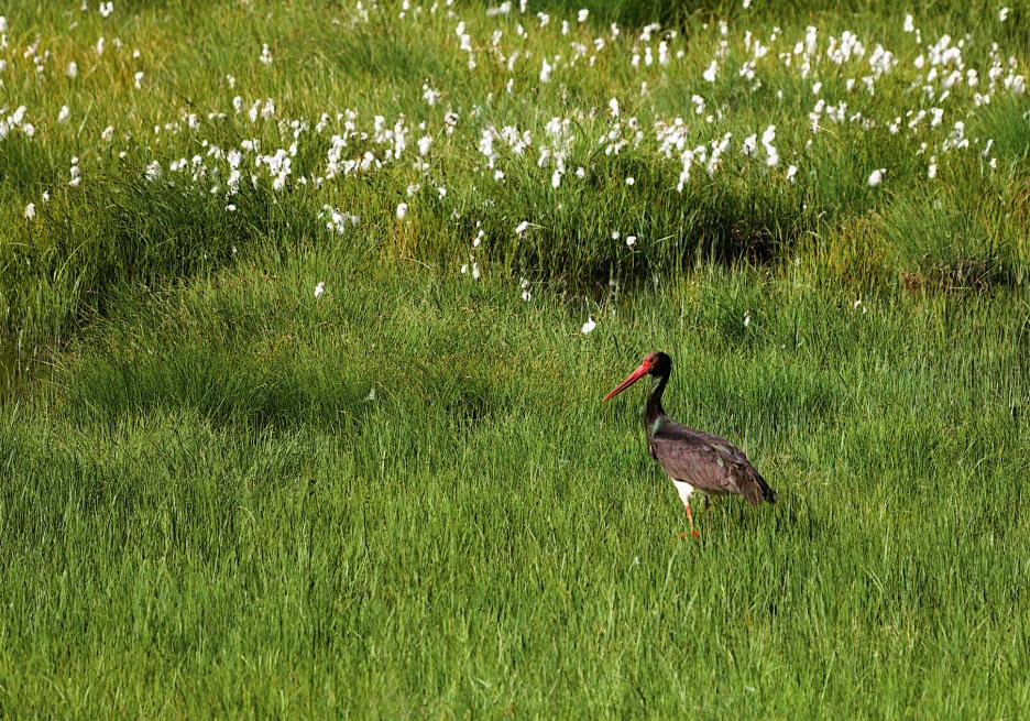 фото img_67fe1fcca62dc.jpg
