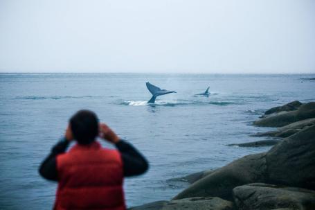 Встреча с китами на Шантарах
