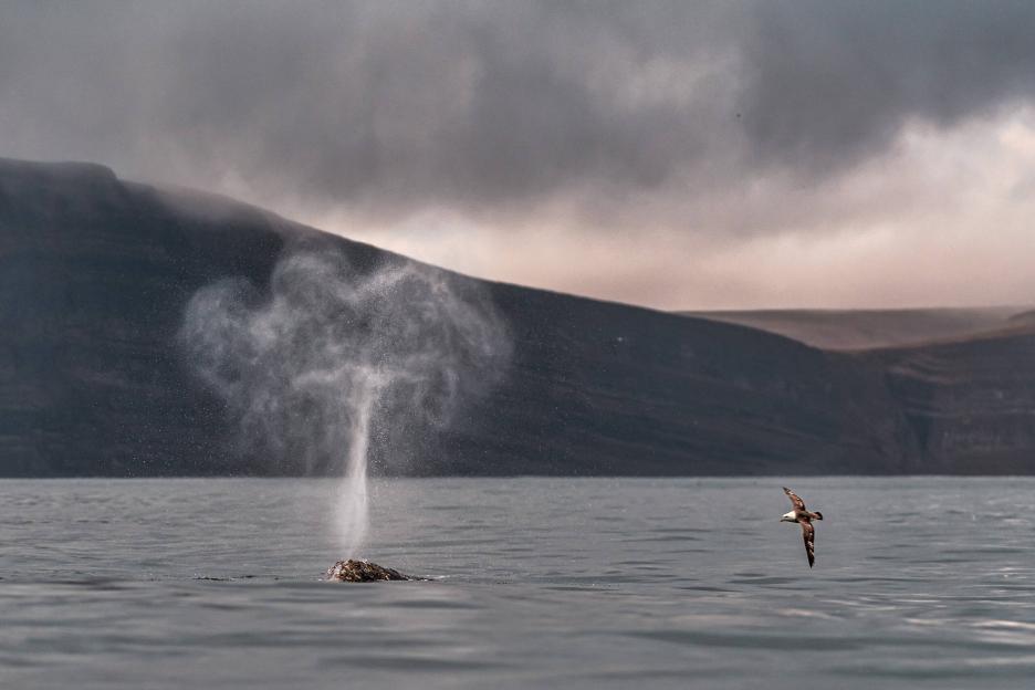 фото img_69046cc4e4fe4.jpg