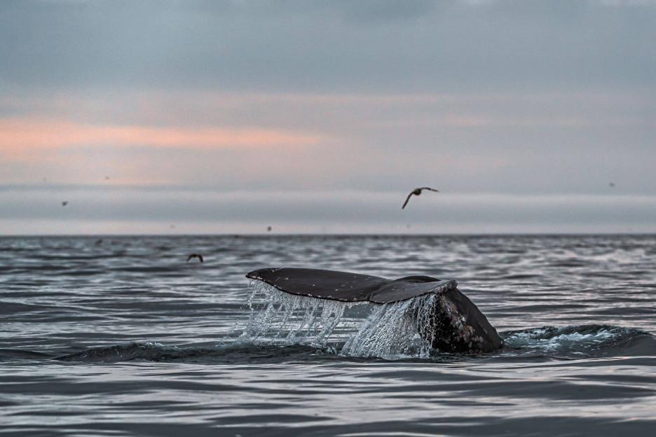 фото img_69046cc6b483b.jpg