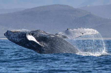Серый кит в Калифорнийском заливе