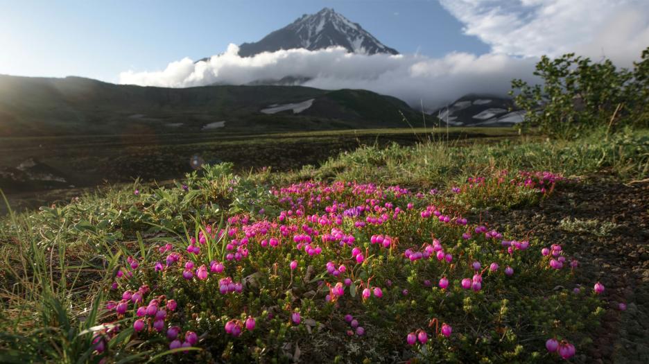 Вид на Авачинскую сопку