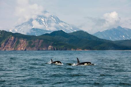 Морская прогулка на Камчатке