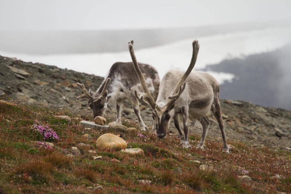 фото img_6964ddd94bb9c.jpg