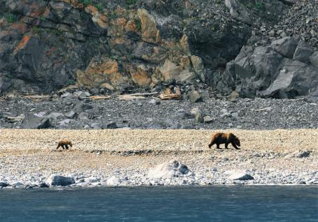 Медведи Шантарских островов