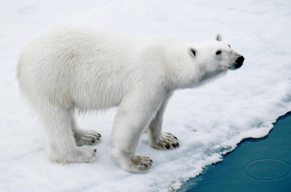 фото img_69844de7f3491.jpg