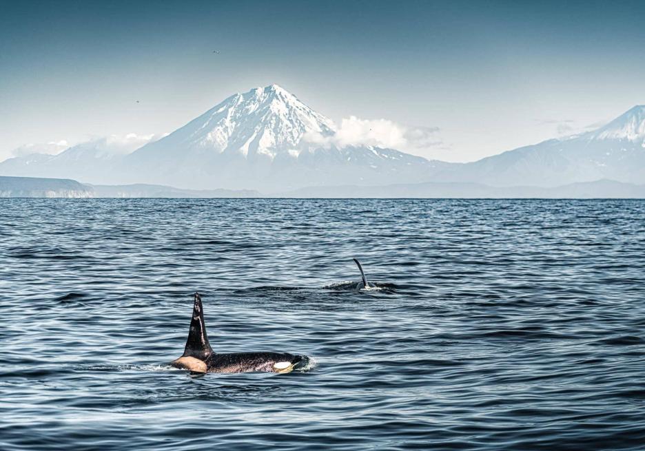 фото img_6985ffcf560b4.jpg