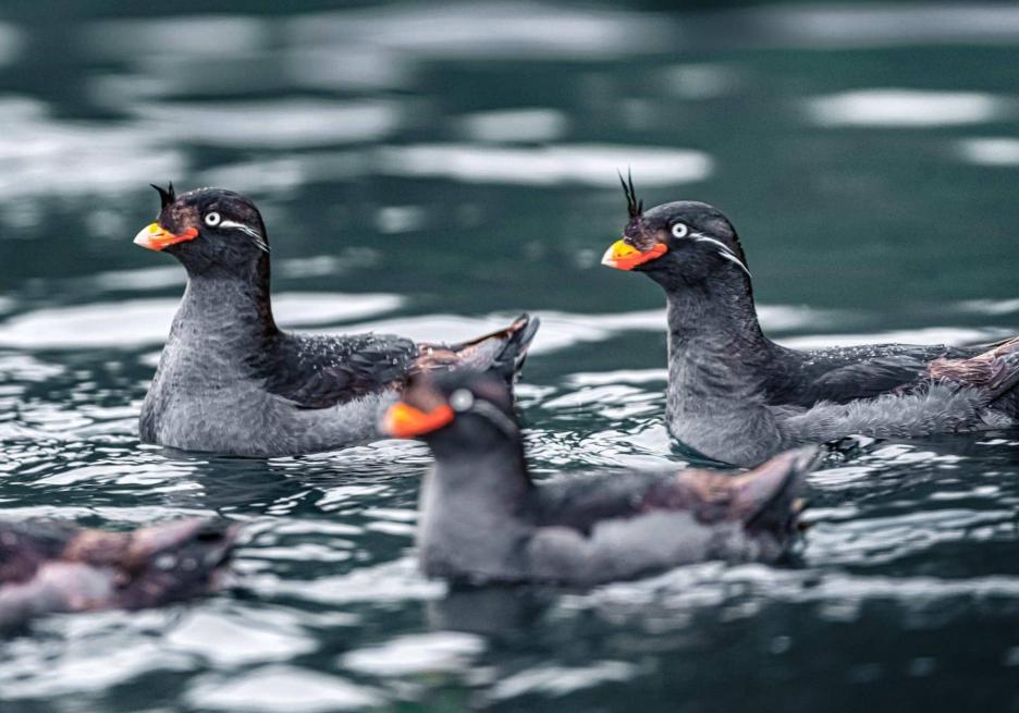 фото img_6985ffe755c1b.jpg