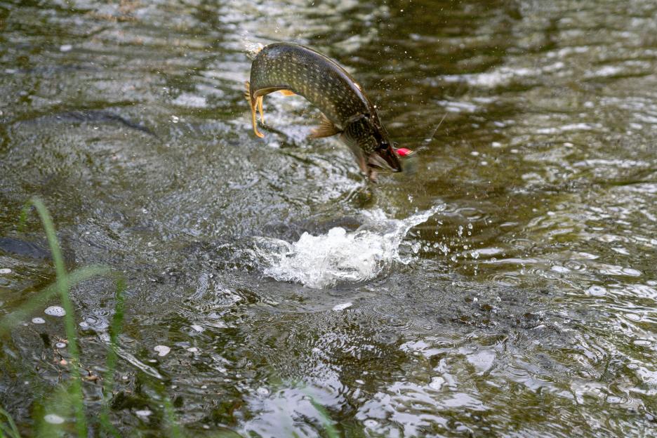 фото img_698eea478f848.jpg