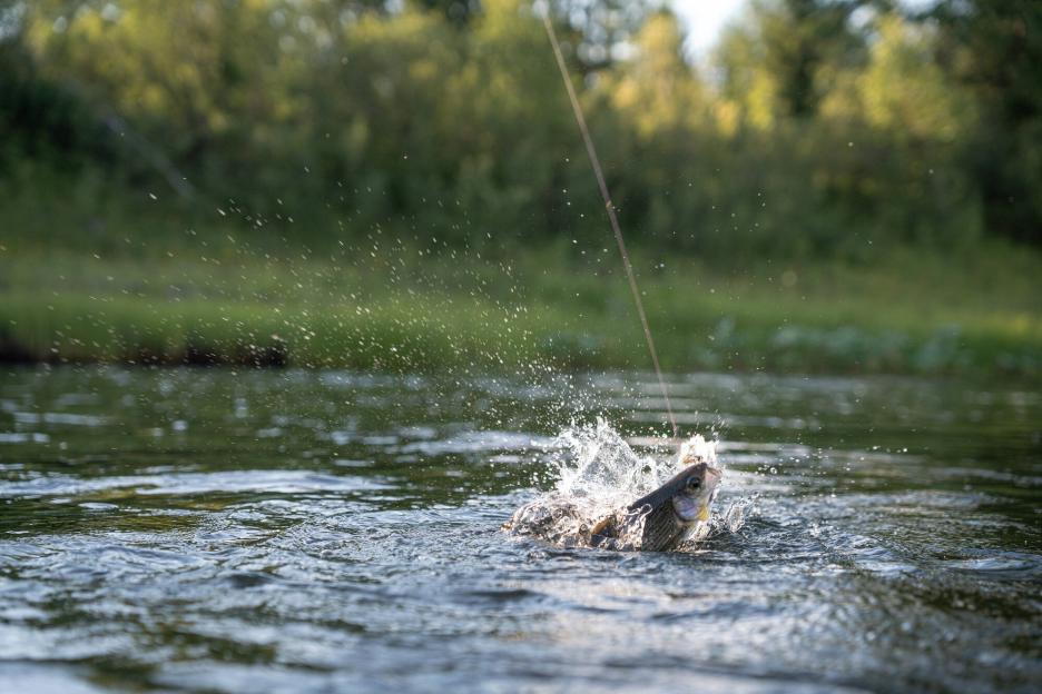 фото img_6992eb0834876.jpg