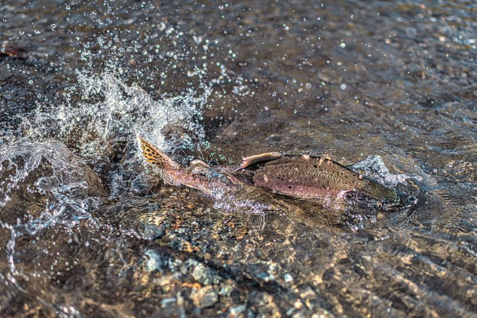 фото img_6995c6f15fda4.jpg