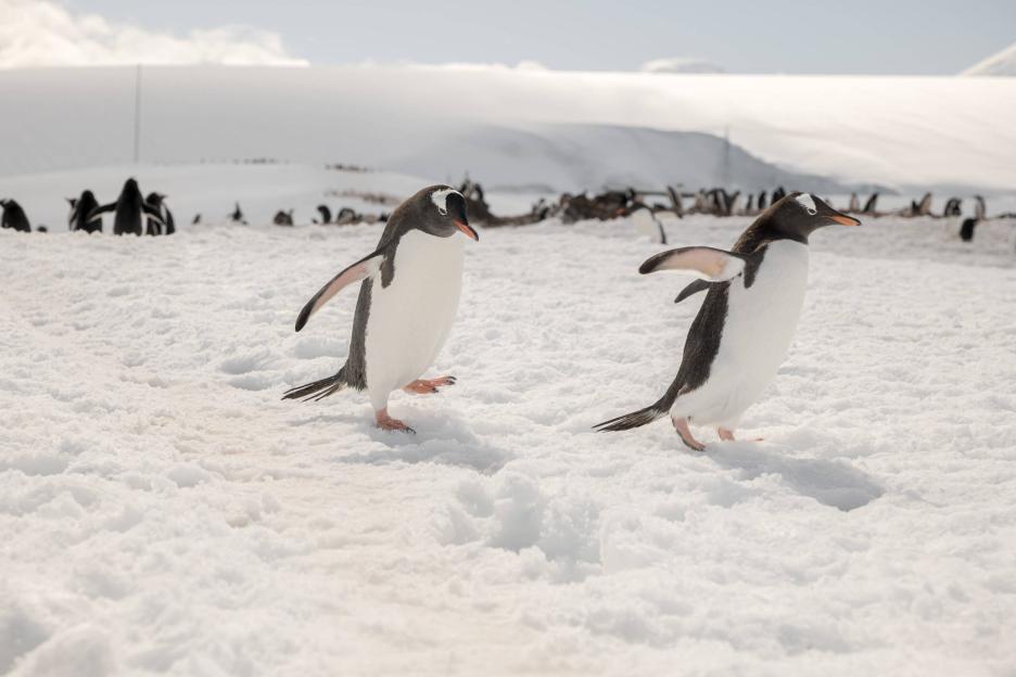 фото img_69a0622f71b55.jpg