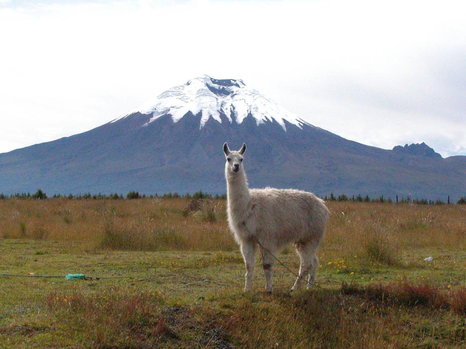 фото img_69a8364fa3ba5.jpg