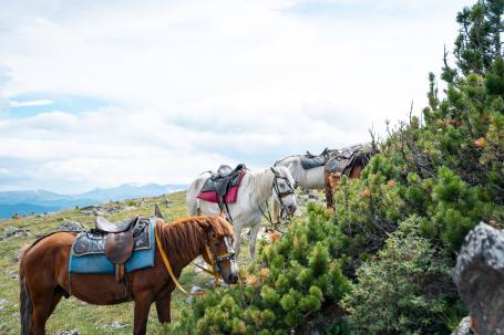 Лошади на Алтае