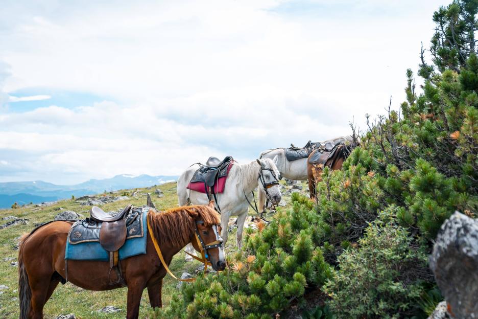 фото img_69a92c7f81226.jpg