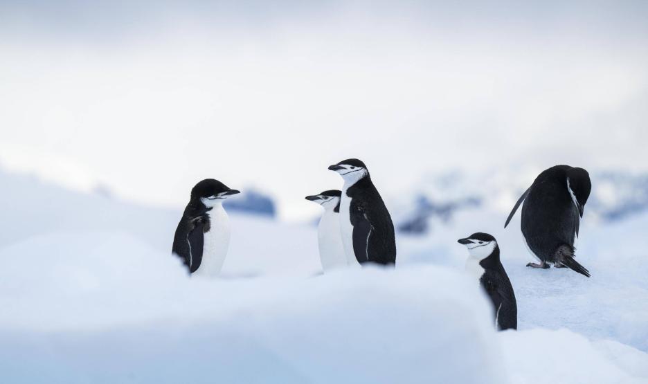 фото img_69c267b604246.jpg