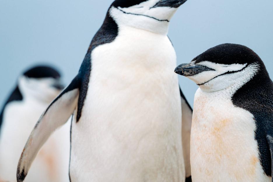 фото img_69df93db831fe.jpg