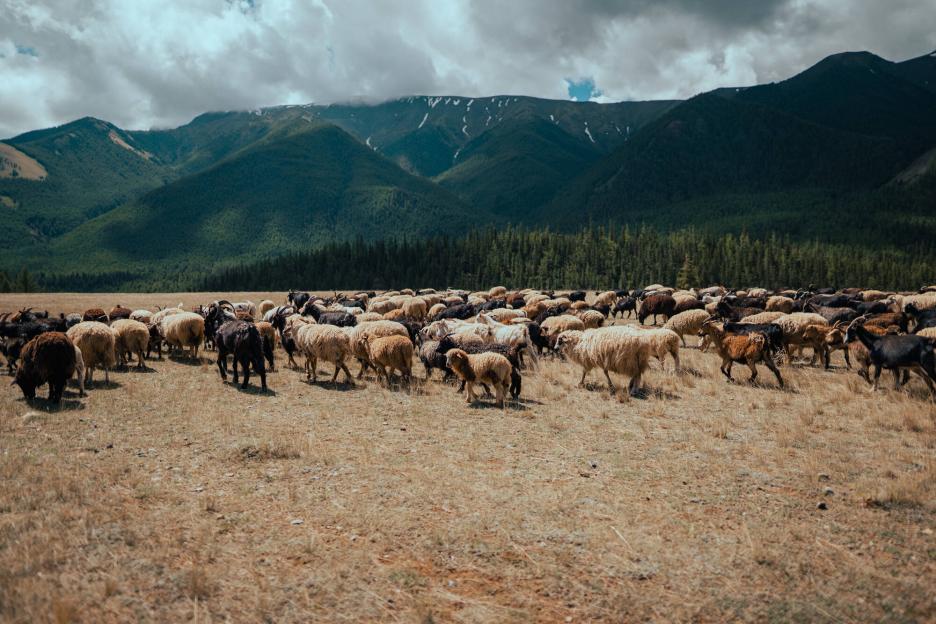 фото img_69e6dbf2dcb87.jpg