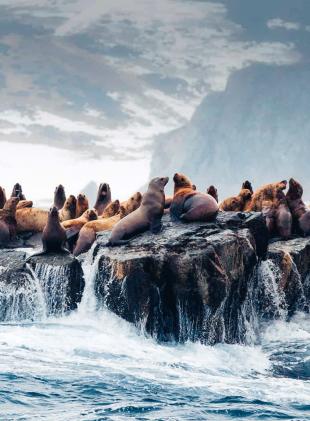 Наблюдение за животными