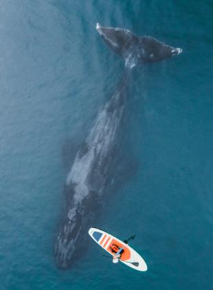 Увидеть китов