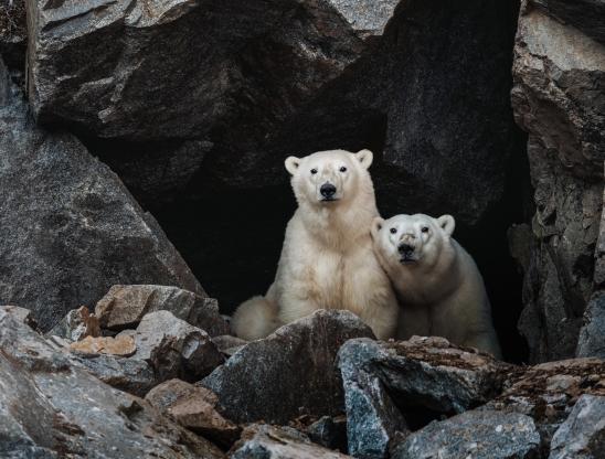 VIP-круиз к острову Врангеля