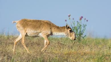 О чем поют барханы калмыцкой степи?