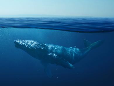 Море волнуется в нас