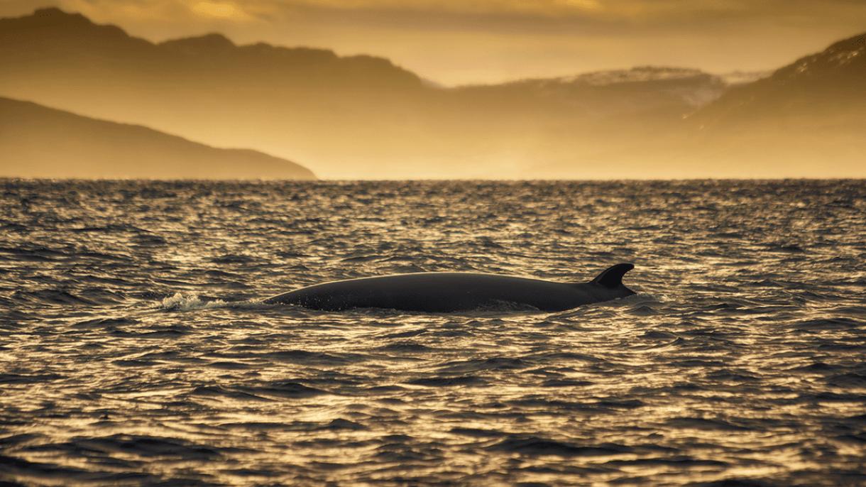 В Териберку вернулись киты: зовем наблюдать за ними