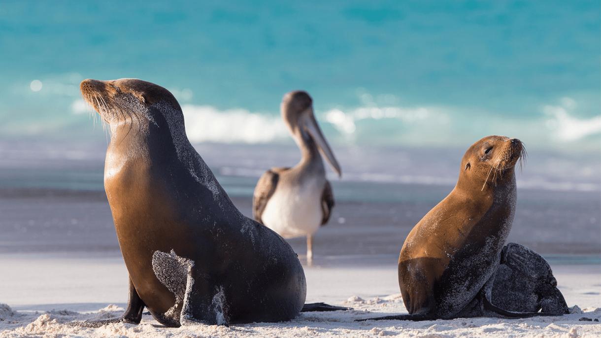 Галапагосские острова: о сказке и о науке