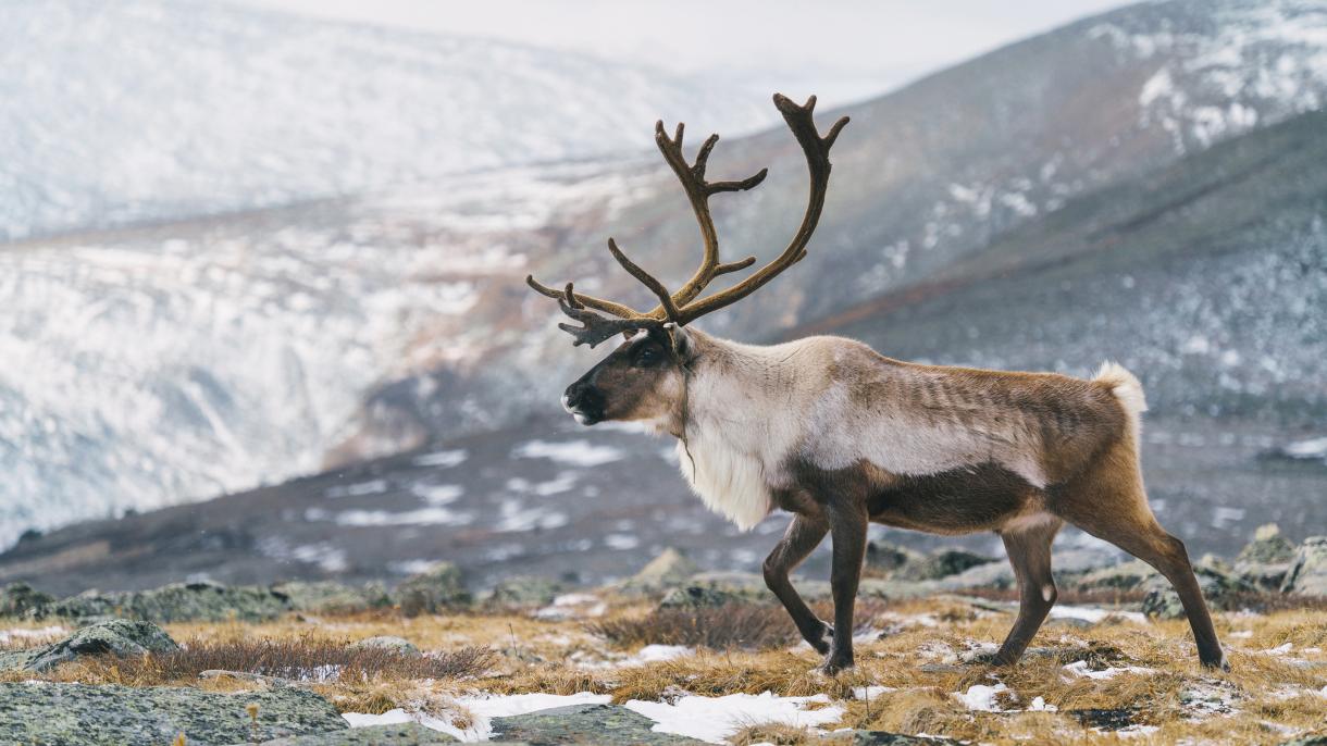 На прощальное свидание с зимой