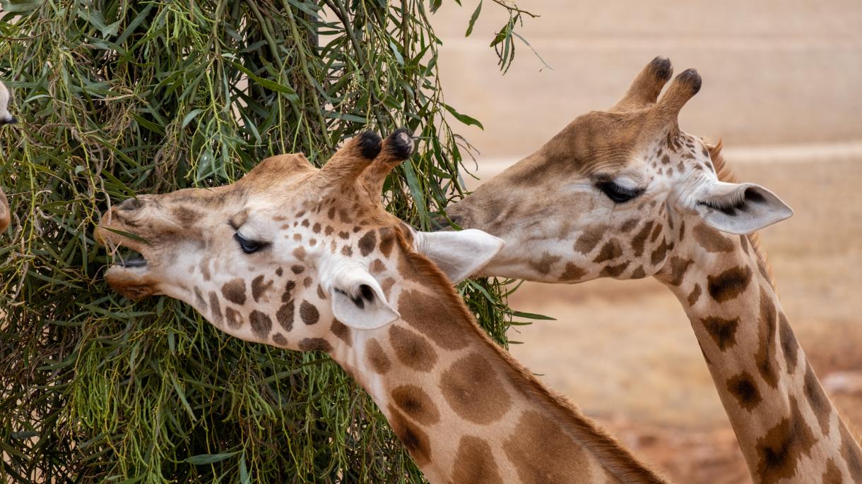 Новинки коллекции DiscoverySpecial