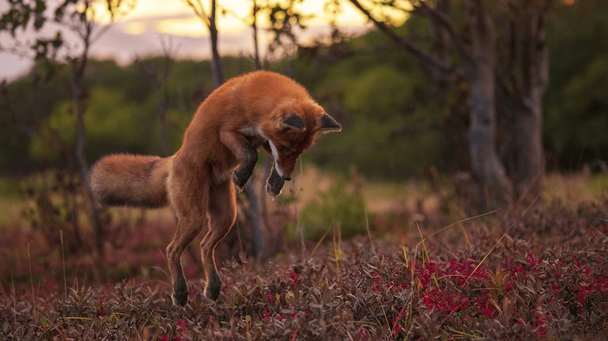 «Нельзя погибнуть, если ты вечен». Наши туристы посетили закрытый показ фильма «Огненный лис»