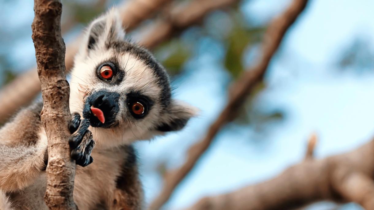 Приглашаем в семейное путешествие на Мадагаскар