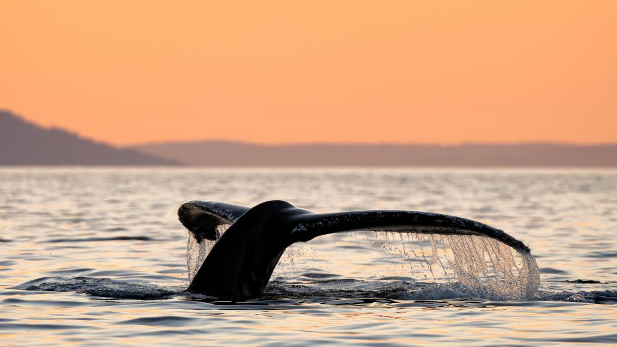 Вышел пятый эпизод подкаста «Цифровой детокс»