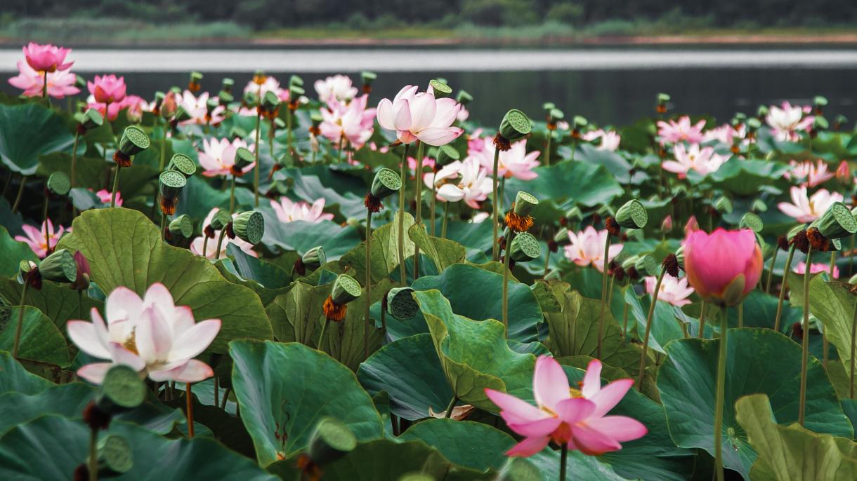 Калмыкия — край лотосов и древних традиций буддизма