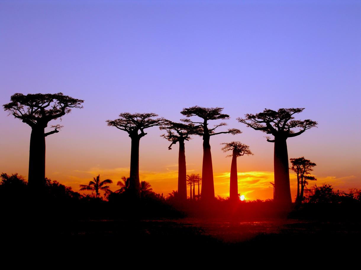 Осенние путешествия в Бутан и на Мадагаскар