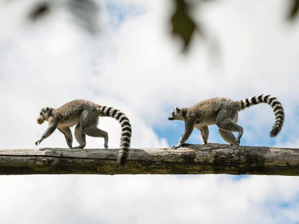 Мадагаскар для путешествий с детьми: плюсы и минусы