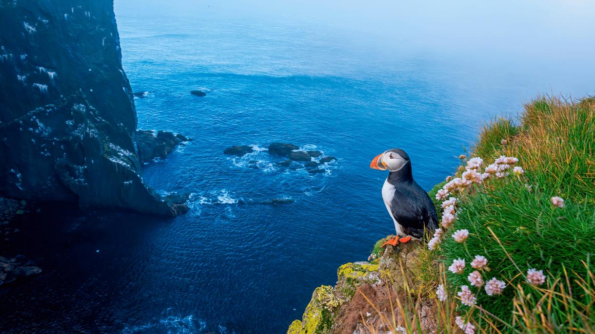 Зовем в эксклюзивный круиз по Командорским островам