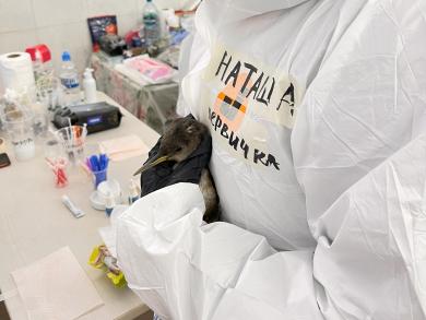 Как стать волонтером и помочь птицам Чёрного моря